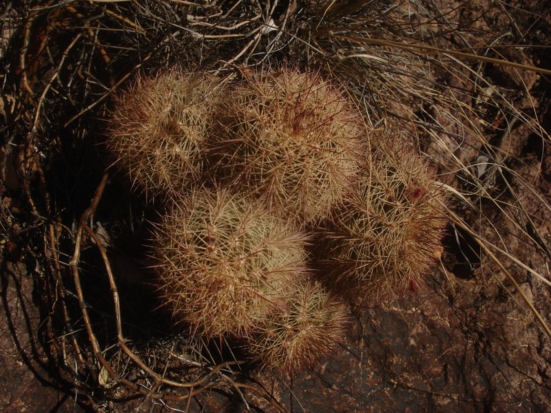 Mojave Mound Cactus photo 4