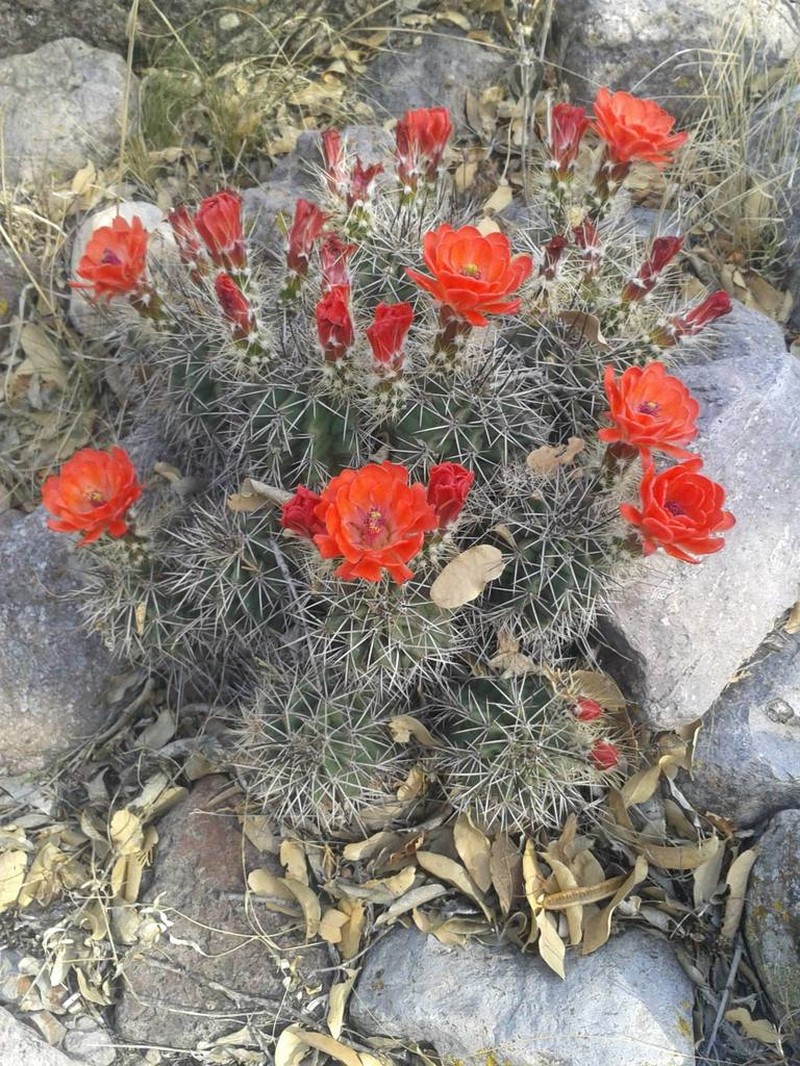 Mojave Mound Cactus photo 5
