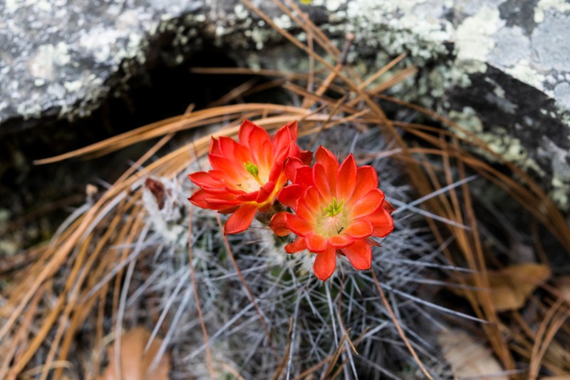 Mojave Mound Cactus photo 6