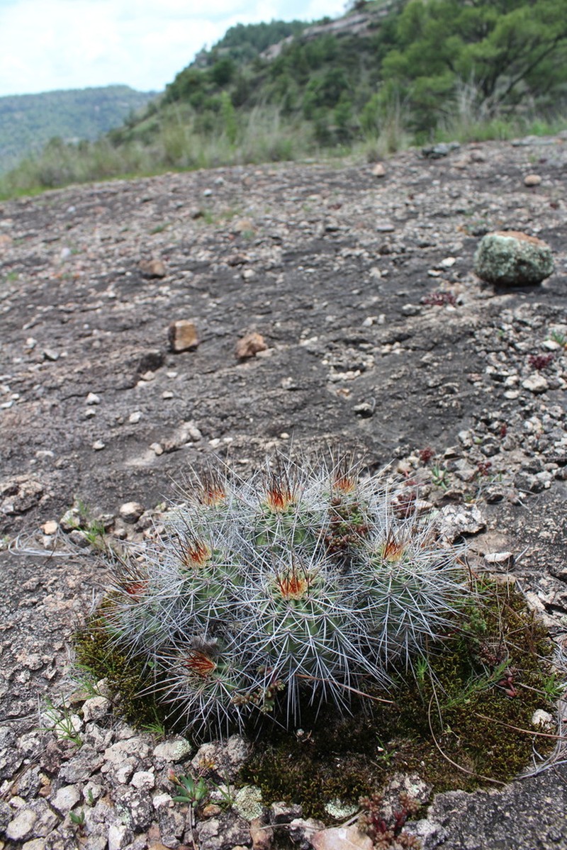 Mojave Mound Cactus photo 7