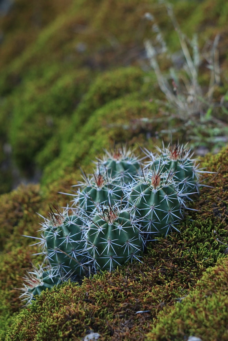 Mojave Mound Cactus photo 8