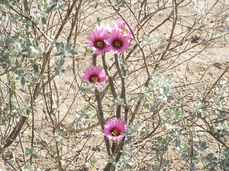 Dahlia Hedgehog Cactus