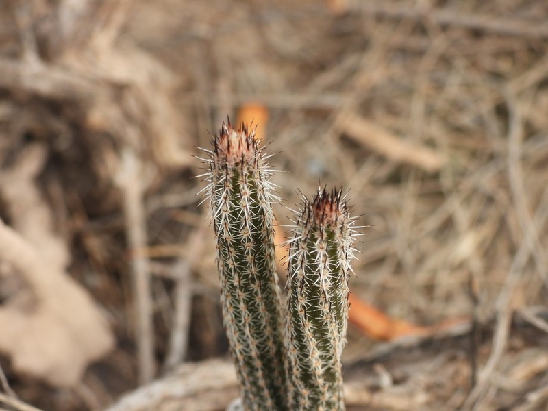 Dahlia Hedgehog Cactus photo 2