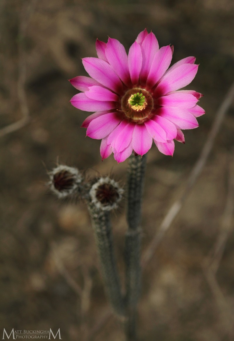 Dahlia Hedgehog Cactus photo 5