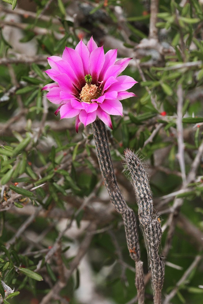 Dahlia Hedgehog Cactus photo 6