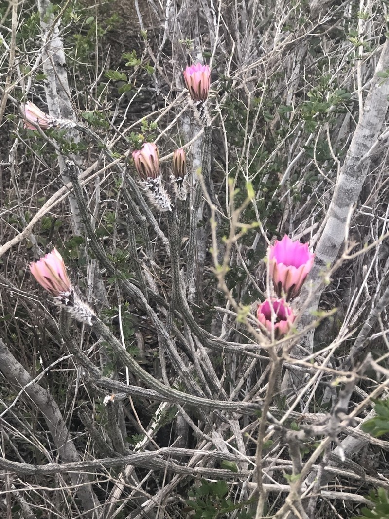 Dahlia Hedgehog Cactus photo 7