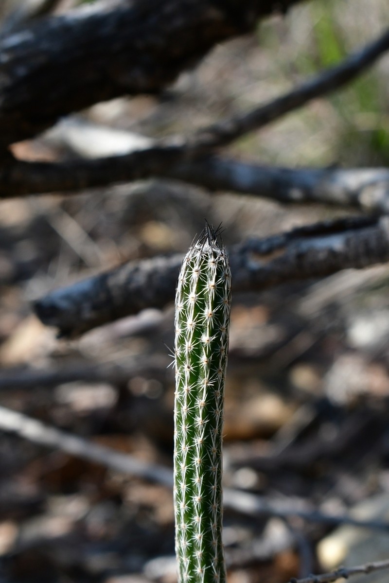 Dahlia Hedgehog Cactus photo 8