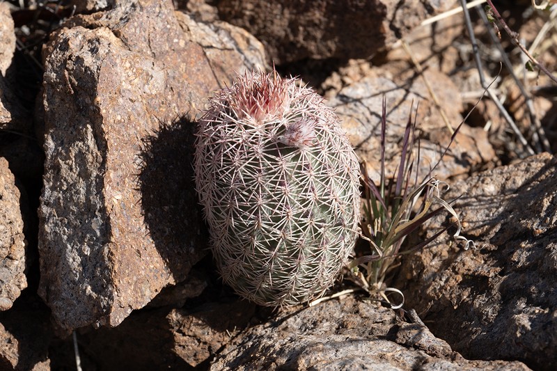 Devilthorn photo 6