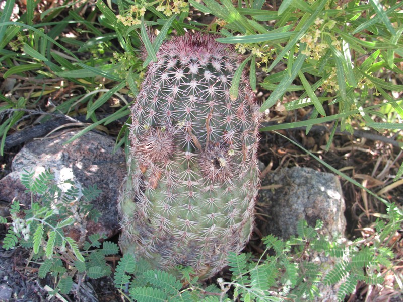 Devilthorn photo 8