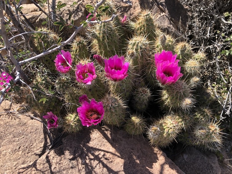 Echinocereus rebmanii