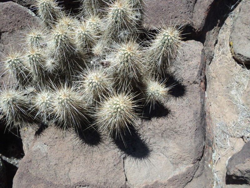 Echinocereus rebmanii photo 2
