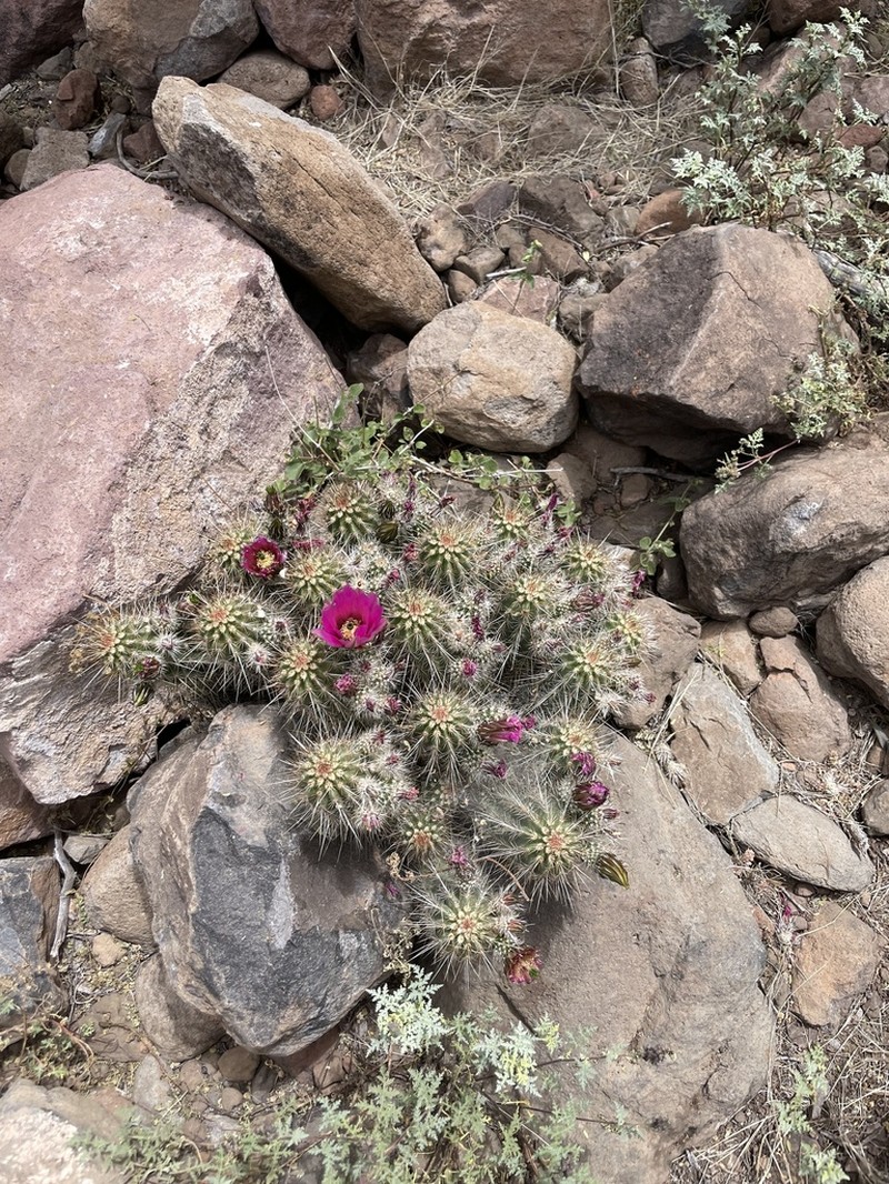Echinocereus rebmanii photo 3