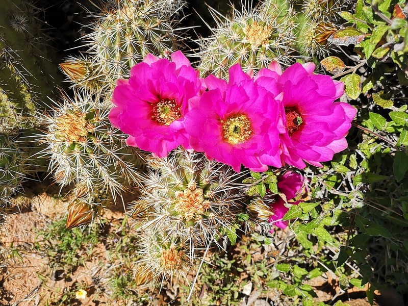 Echinocereus rebmanii photo 4