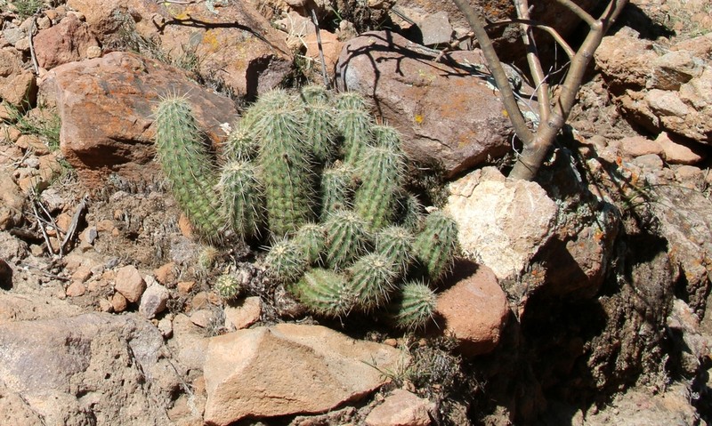 Echinocereus rebmanii photo 5