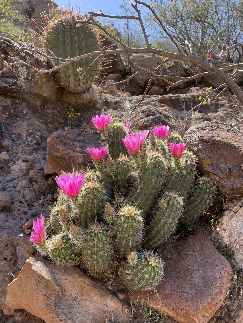 Echinocereus rebmanii photo 6