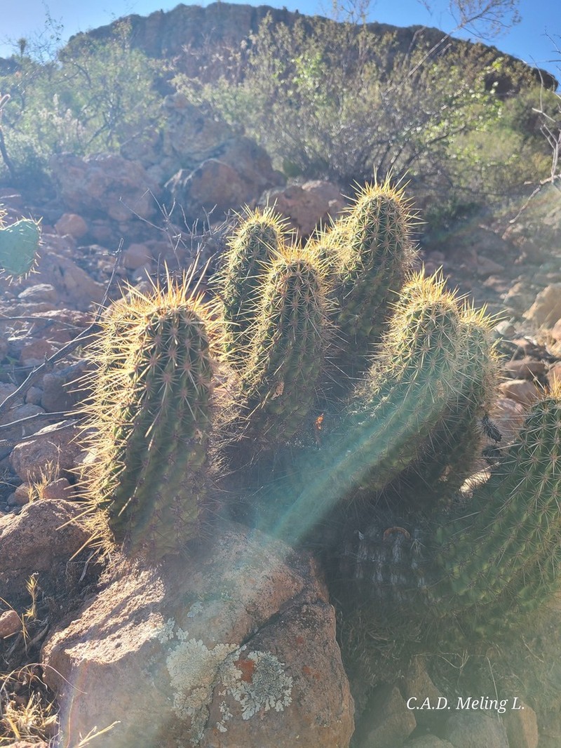 Echinocereus rebmanii photo 7