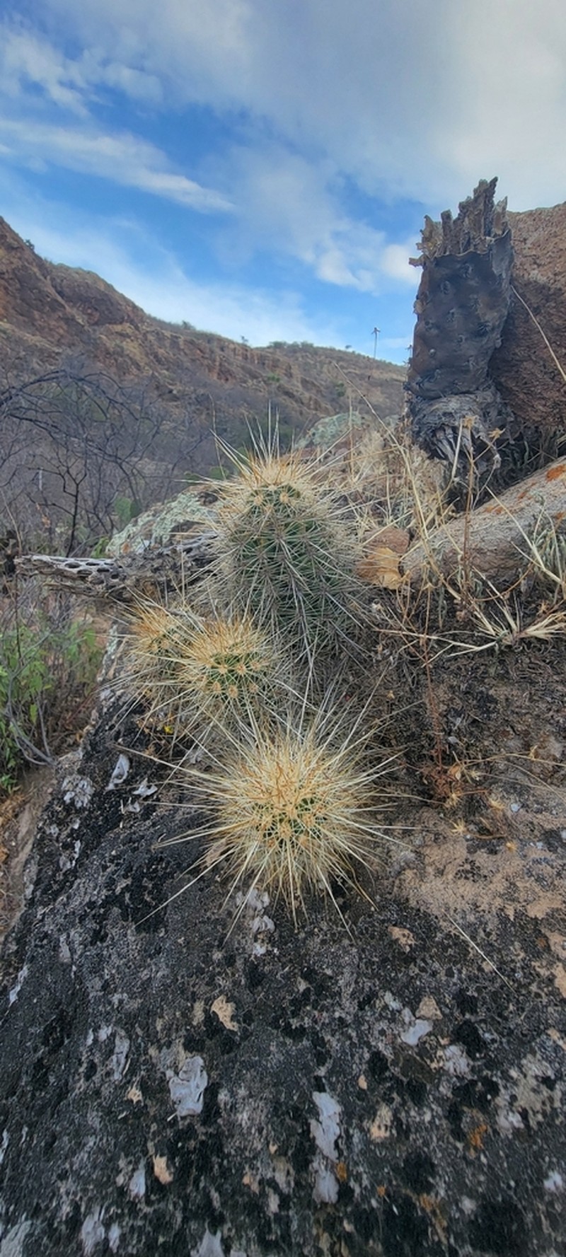 Echinocereus rebmanii photo 8
