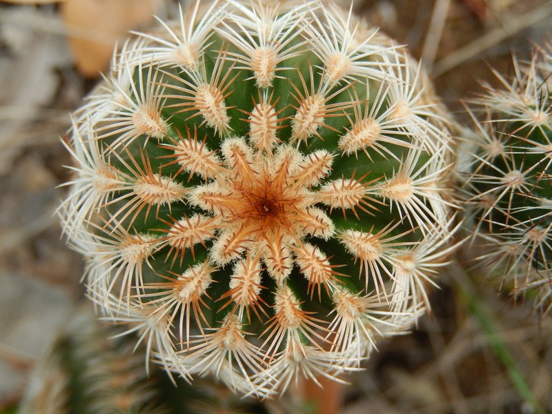 Lace Hedgehog Cactus