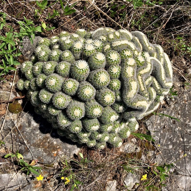 Lace Hedgehog Cactus photo 2