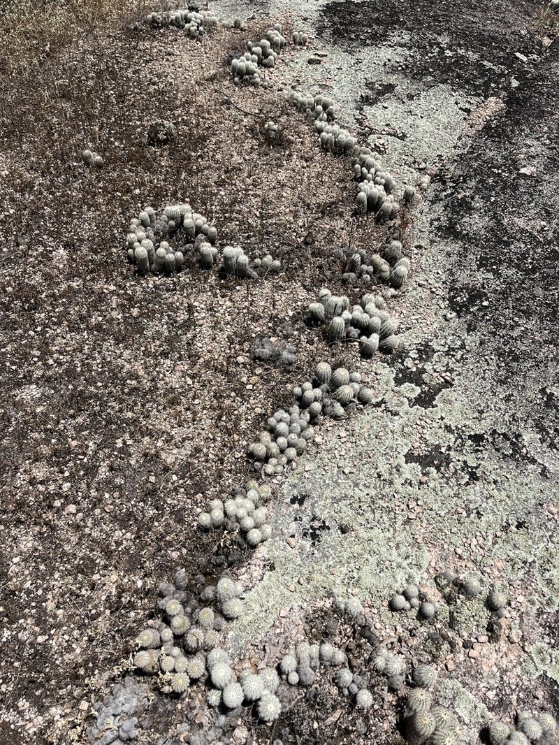 Lace Hedgehog Cactus photo 3