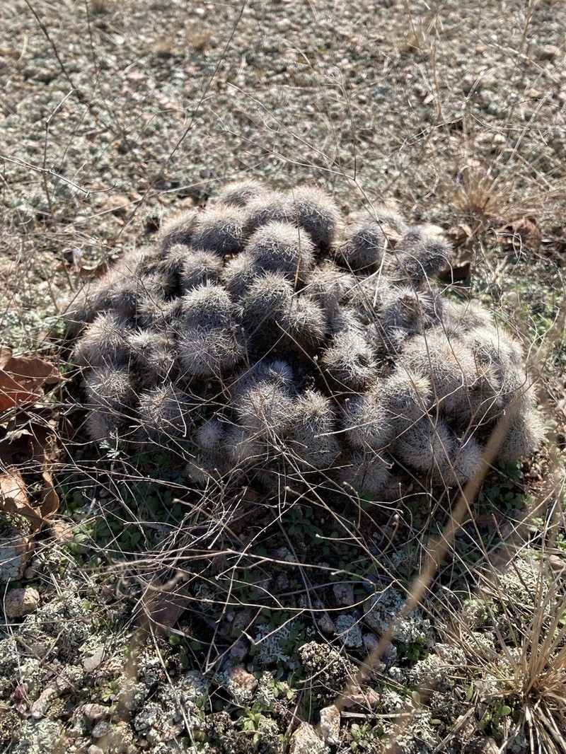 Lace Hedgehog Cactus photo 4