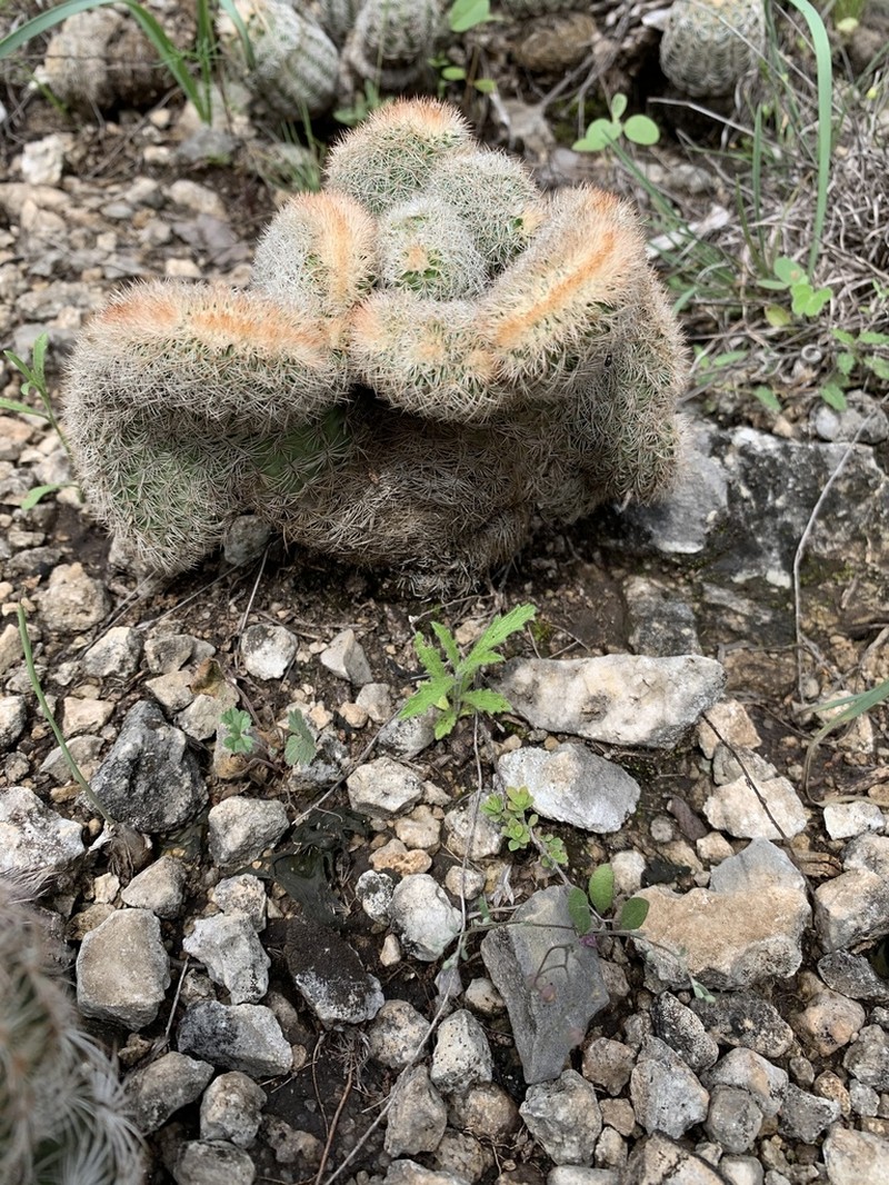 Lace Hedgehog Cactus photo 5