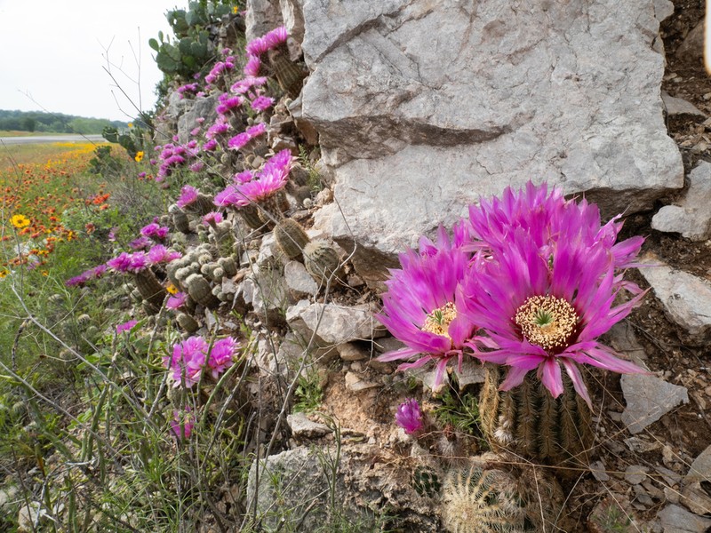 Lace Hedgehog Cactus photo 6