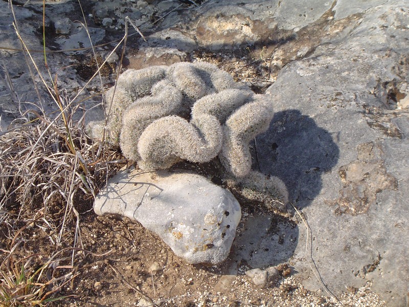 Lace Hedgehog Cactus photo 7