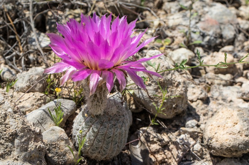 Lace Hedgehog Cactus photo 8