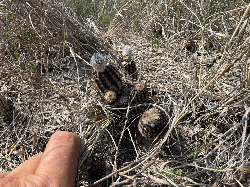 Echinocereus reichenbachii subsp. albertii