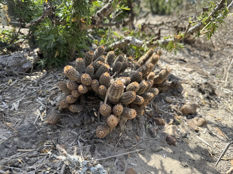 Echinocereus reichenbachii subsp. albertii photo 2