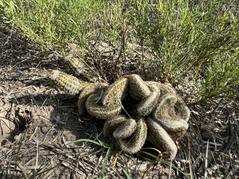 Echinocereus reichenbachii subsp. albertii photo 3