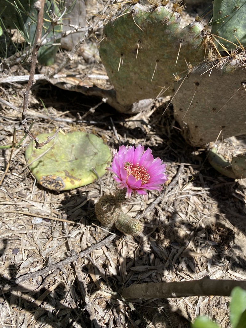 Echinocereus reichenbachii subsp. albertii photo 4