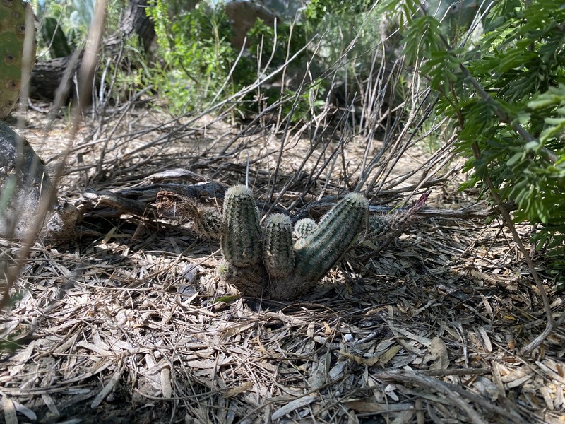 Echinocereus reichenbachii subsp. albertii photo 5