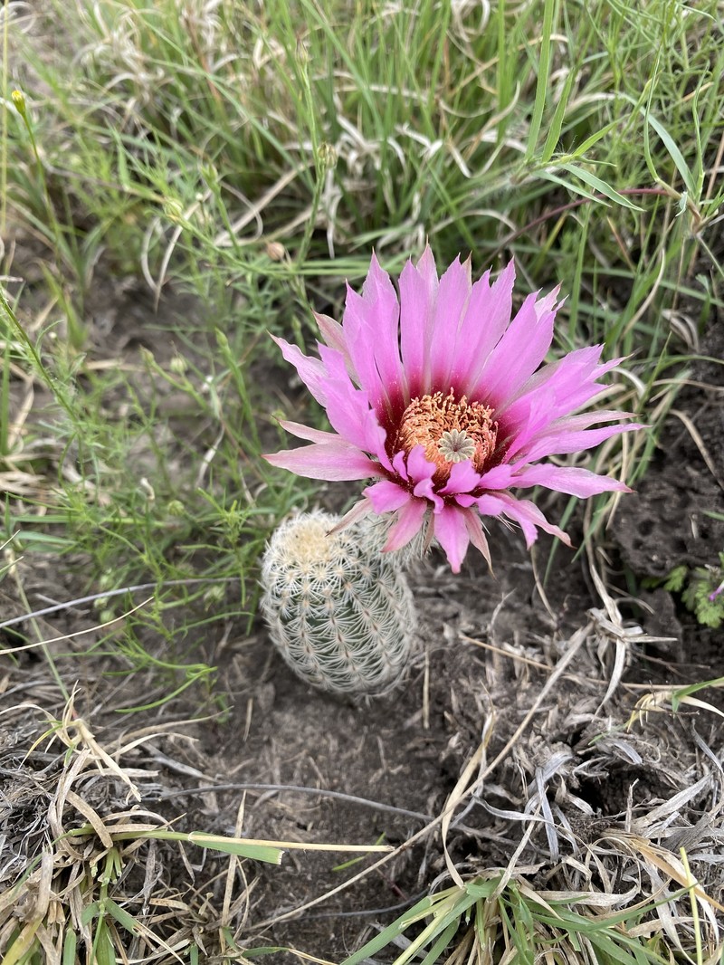 Echinocereus reichenbachii subsp. albertii photo 6