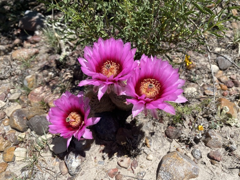 Echinocereus reichenbachii subsp. albertii photo 8