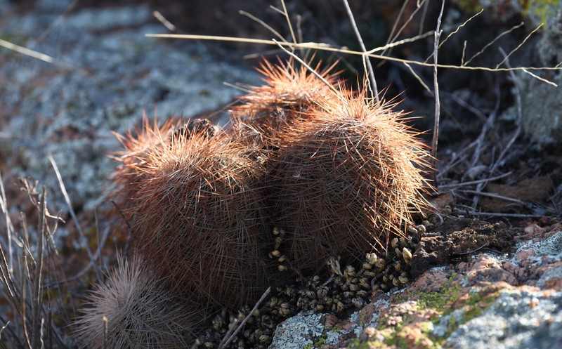Echinocereus reichenbachii subsp. baileyi