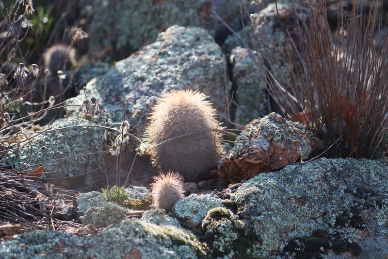 Echinocereus reichenbachii subsp. baileyi photo 2