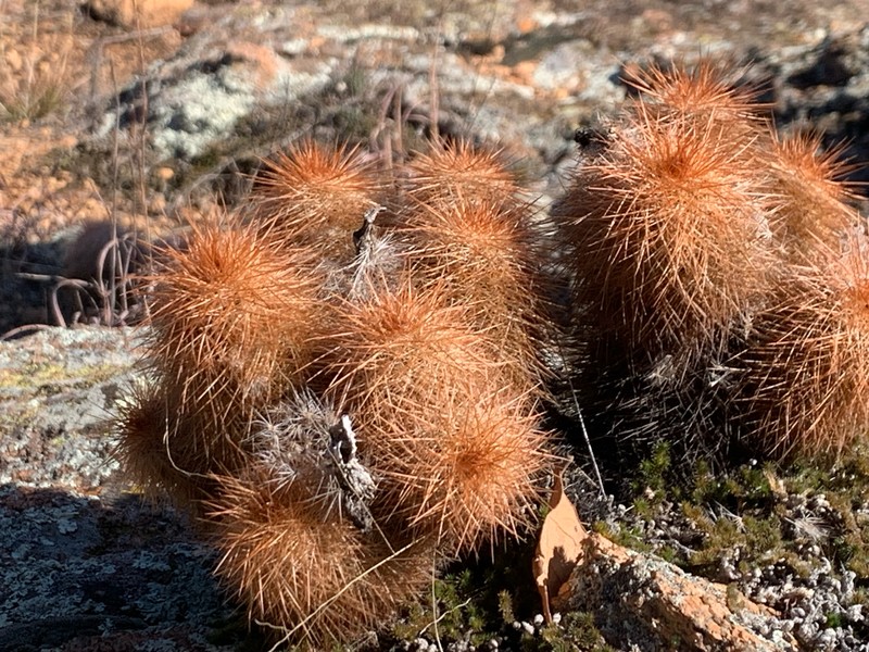 Echinocereus reichenbachii subsp. baileyi photo 3