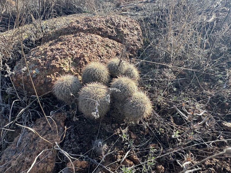 Echinocereus reichenbachii subsp. baileyi photo 4
