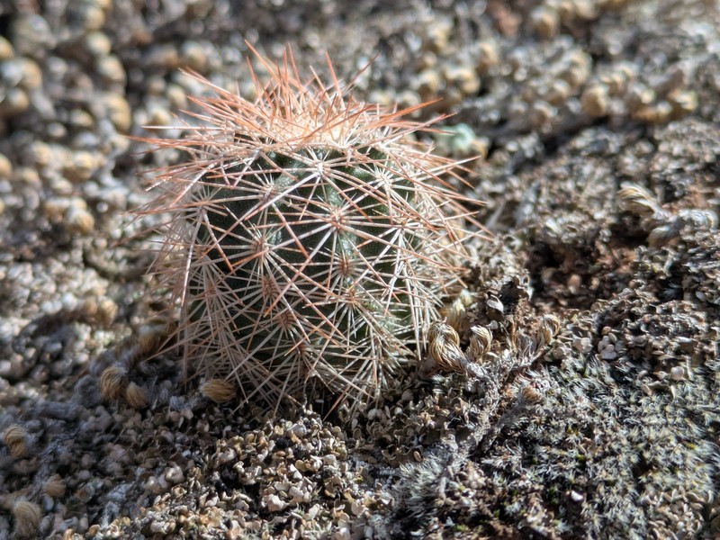 Echinocereus reichenbachii subsp. baileyi photo 5