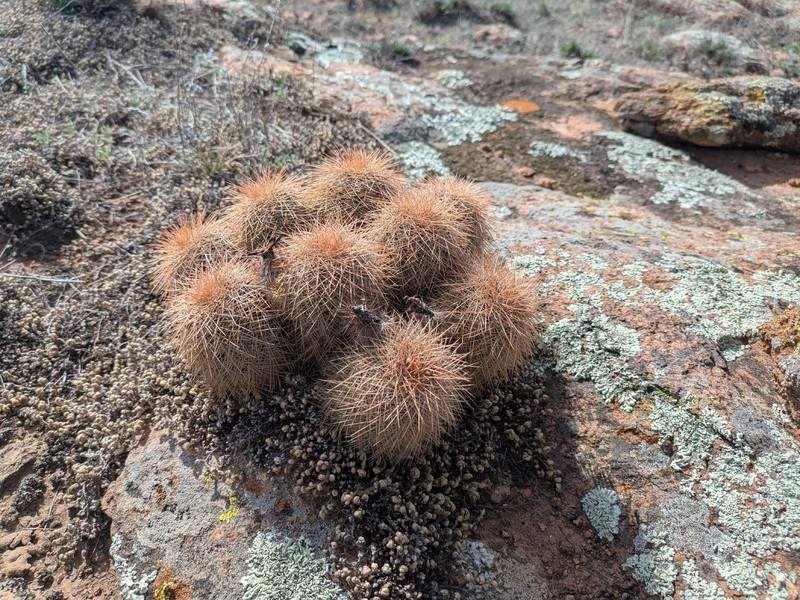 Echinocereus reichenbachii subsp. baileyi photo 6
