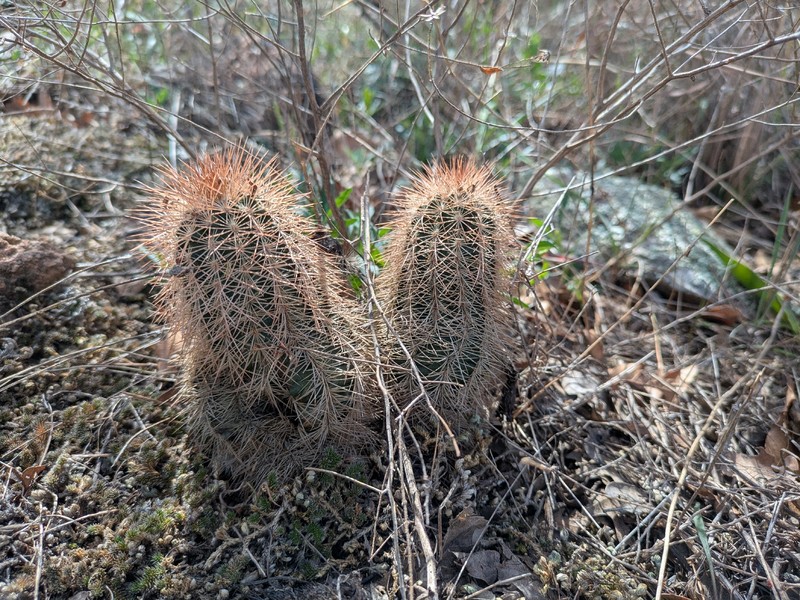 Echinocereus reichenbachii subsp. baileyi photo 7