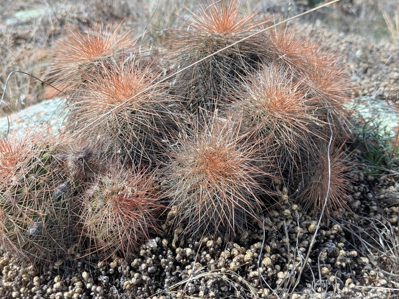 Echinocereus reichenbachii subsp. baileyi photo 8