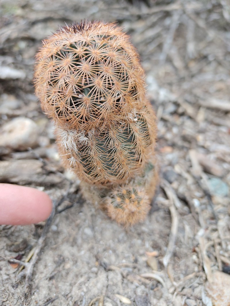 Echinocereus reichenbachii subsp. fitchii
