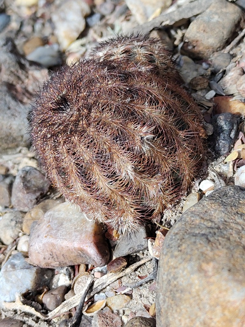 Echinocereus reichenbachii subsp. fitchii photo 2