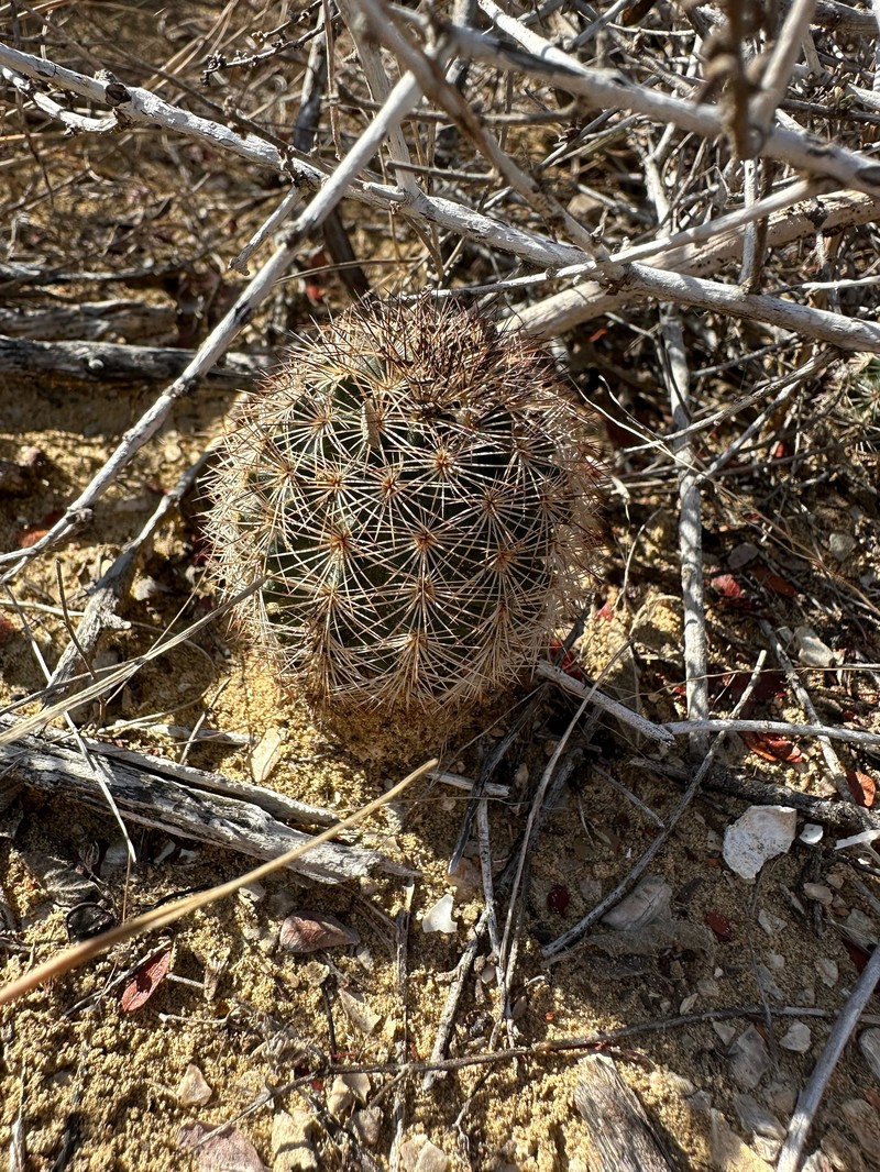 Echinocereus reichenbachii subsp. fitchii photo 3