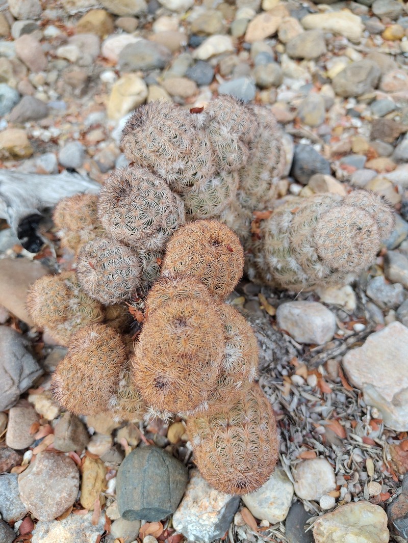 Echinocereus reichenbachii subsp. fitchii photo 4