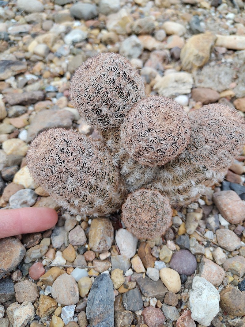 Echinocereus reichenbachii subsp. fitchii photo 5