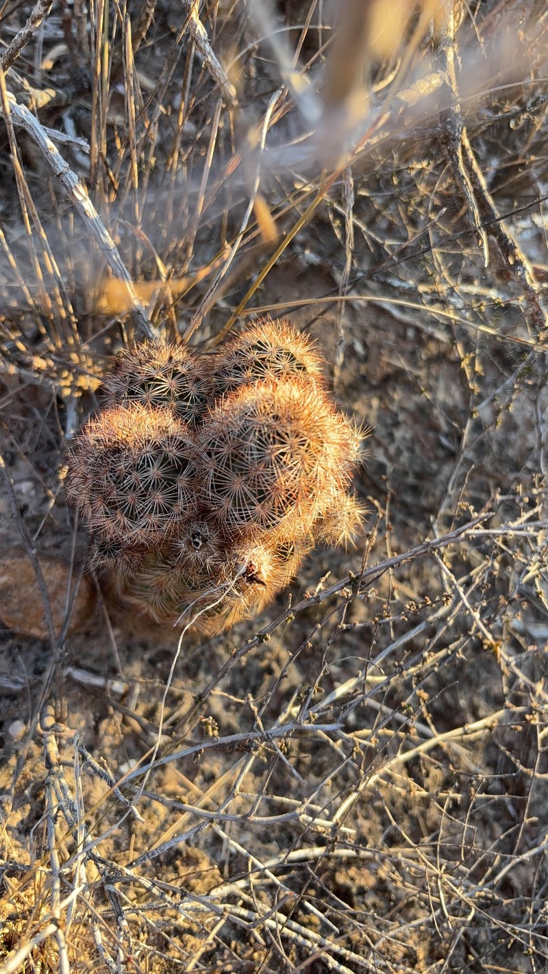 Echinocereus reichenbachii subsp. fitchii photo 6
